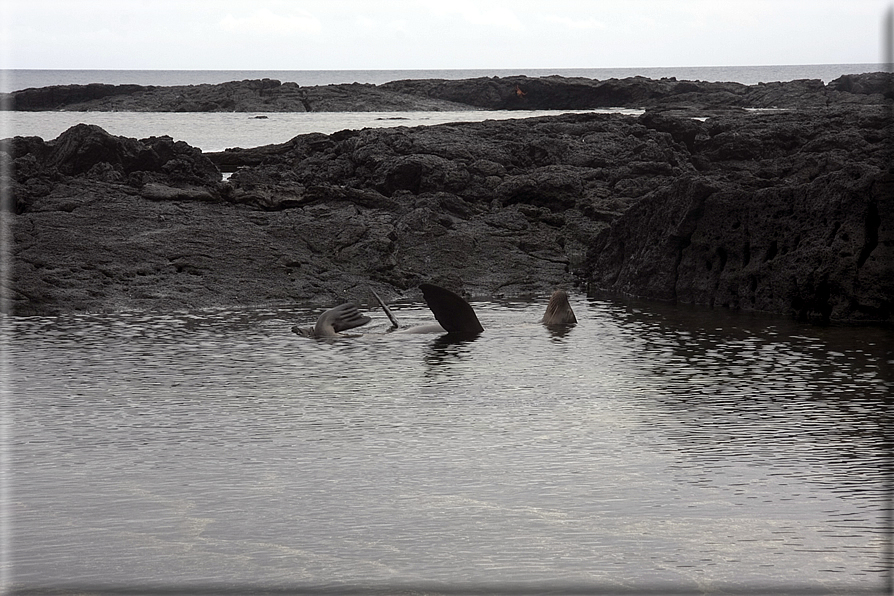 foto Isole Galapagos